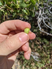 Arctostaphylos pungens