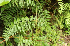 Dennstaedtia scandens