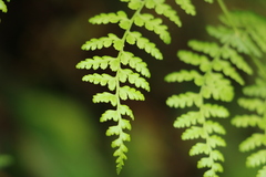Dennstaedtia scandens