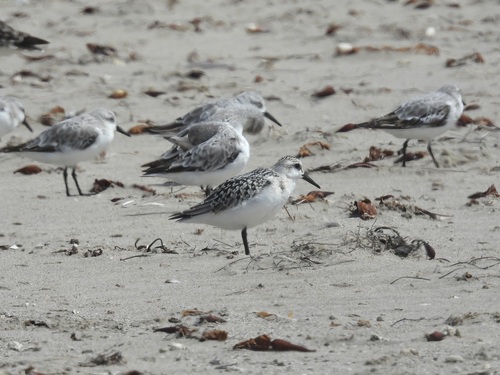 iNaturalist observation photo of Sanderling