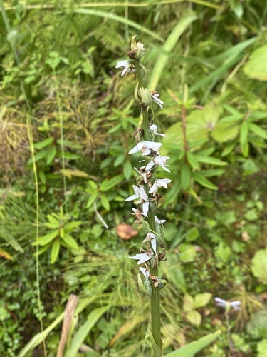 Platanthera dilatata observed 2026-09-11