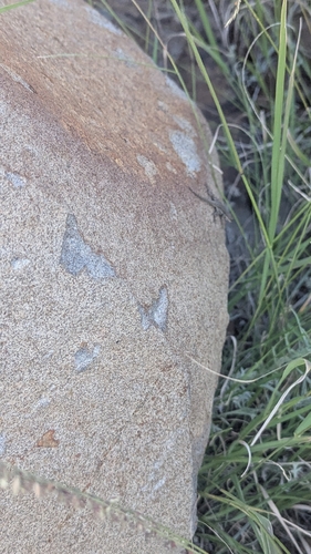 Ornate Tree Lizard