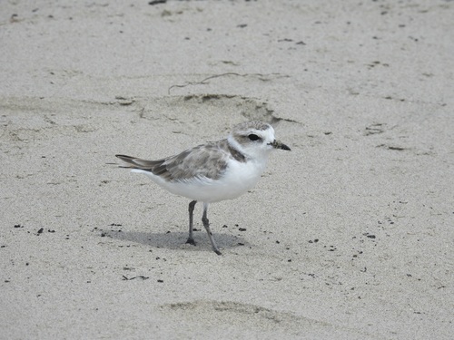 iNaturalist observation photo of Snowy Plover