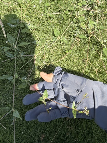 Boerhavia glabrata observed 2026-09-19
