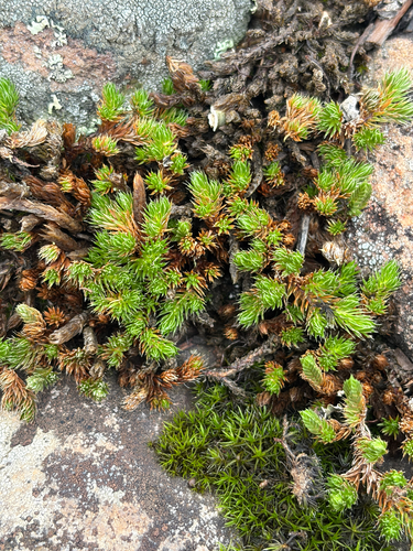 Rocky Mountain Spikemoss