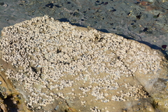 Chthamalus antennatus