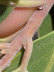 Arctostaphylos pungens