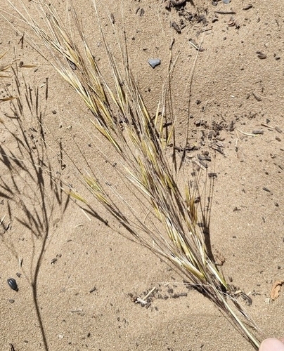 Celtica gigantea, photograph 2