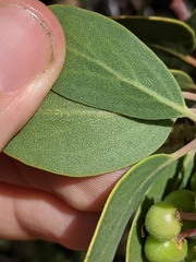 Arctostaphylos pungens