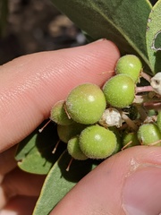 Arctostaphylos pungens
