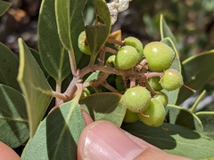 Arctostaphylos pungens