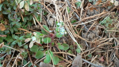 Trigonotis peduncularis