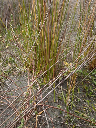 Pimelea actea, photograph 1