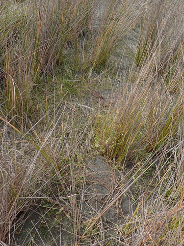 Pimelea actea, photograph 2
