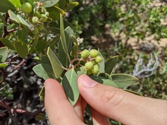 Arctostaphylos pungens