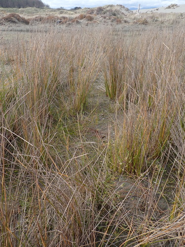 Pimelea actea, photograph 4