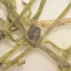 Callitriche palustris, photograph (c) Dustin Snider, some rights reserved (CC BY)