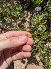 Arctostaphylos pungens