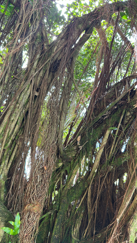 Ficus prolixa observed 2026-09-19