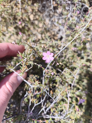 Frankenia pauciflora, photograph 1