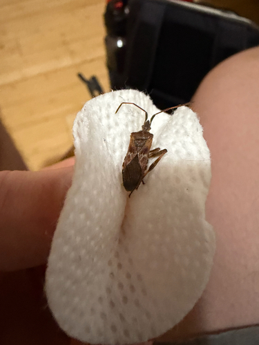 Western Conifer Seed Bug