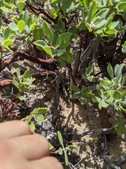Arctostaphylos pungens