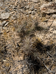 (c) CK2AZ, some rights reserved (CC BY) Cylindropuntia echinocarpa, photograph (c) CK2AZ, some rights reserved (CC BY)