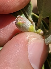 Arctostaphylos pungens