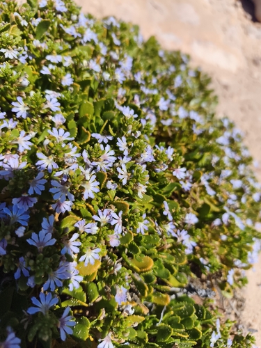 Scaevola crassifolia, photograph 1