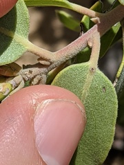 Arctostaphylos pungens