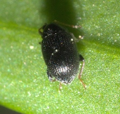 Epitrix fuscula