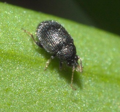 Epitrix fuscula