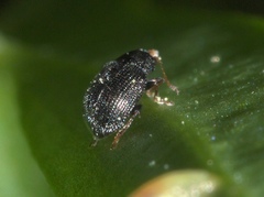 Epitrix fuscula