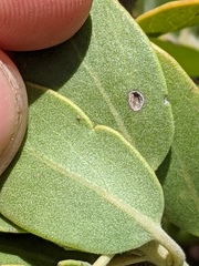 Arctostaphylos pungens