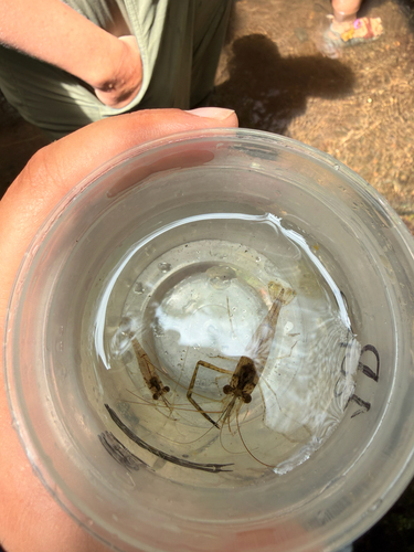 Macrobrachium australe observed 2026-09-18