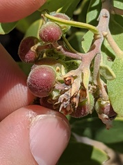 Arctostaphylos pungens
