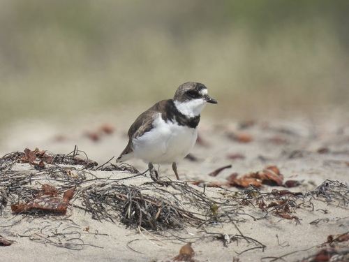 iNaturalist observation photo of Semipalmated Plover