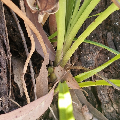 Cymbidium suave, photograph 6