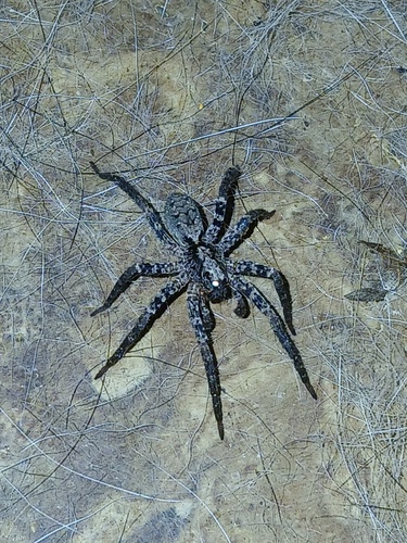 Gladicosa pulchra