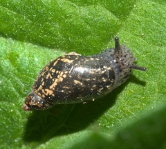 Succinea concordialis