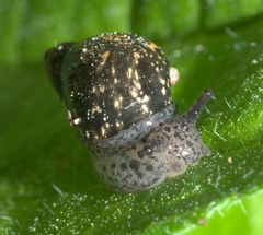 Succinea concordialis