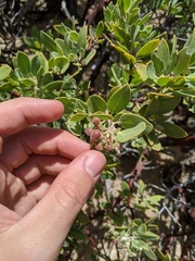 Arctostaphylos pungens