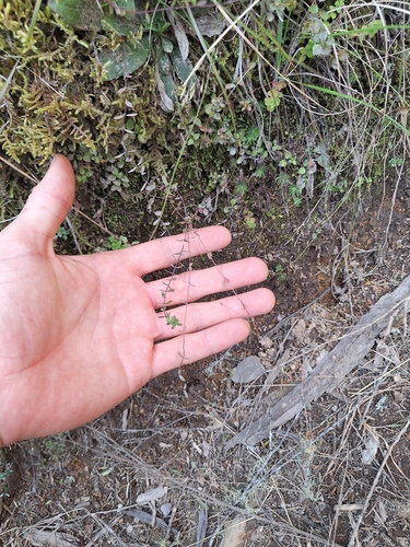 Linum catharticum, photograph 1