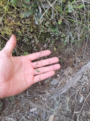 Linum catharticum