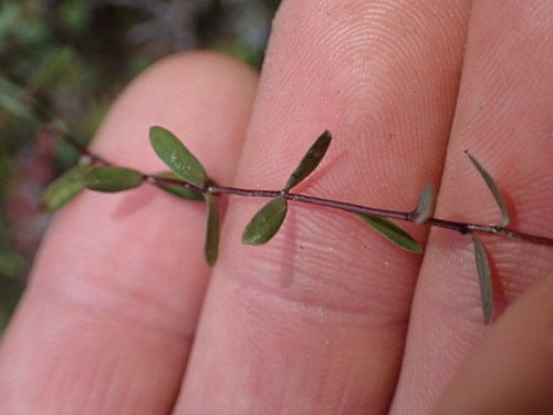 Linum catharticum, photograph 2