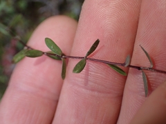 Linum catharticum, photograph (c) Oscar Dove, some rights reserved (CC BY)