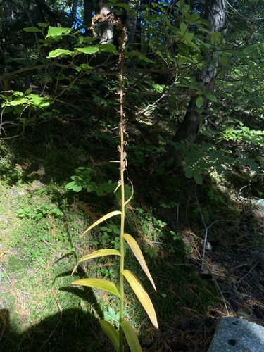Platanthera hyperborea observed 2026-09-18