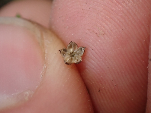 Linum catharticum, photograph 3