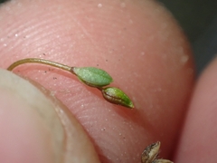 Linum catharticum, photograph (c) Oscar Dove, some rights reserved (CC BY)