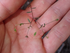Linum catharticum, photograph (c) Oscar Dove, some rights reserved (CC BY)